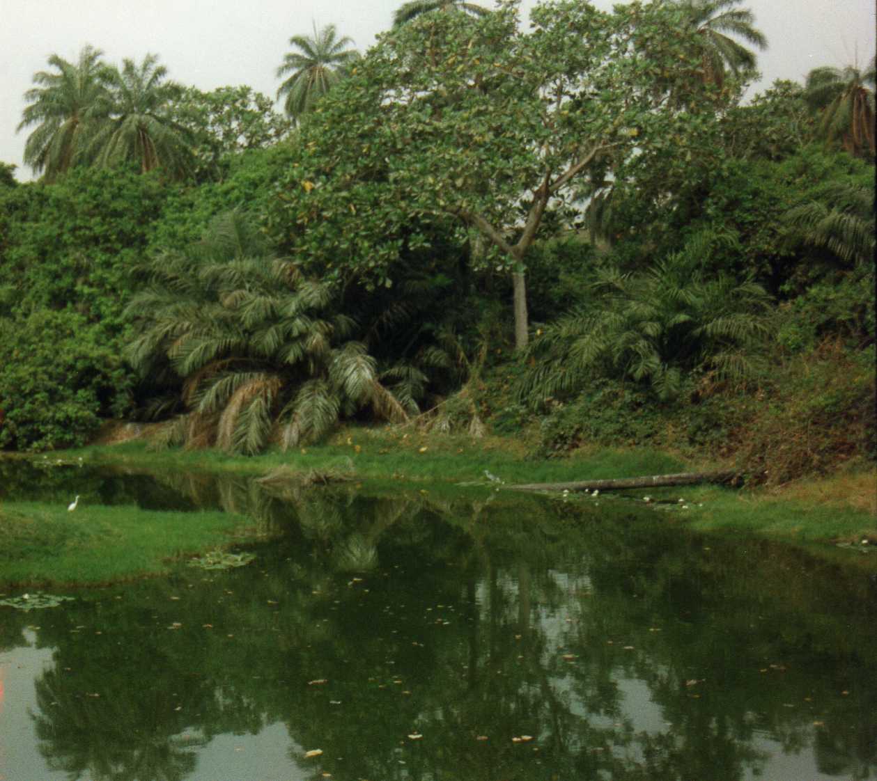 Abuko Nature Reserve Gambia: bezoek, dieren & tips (2026) — stefan.lins, CC BY 2.0, Flickr / Wikimedia Commons
