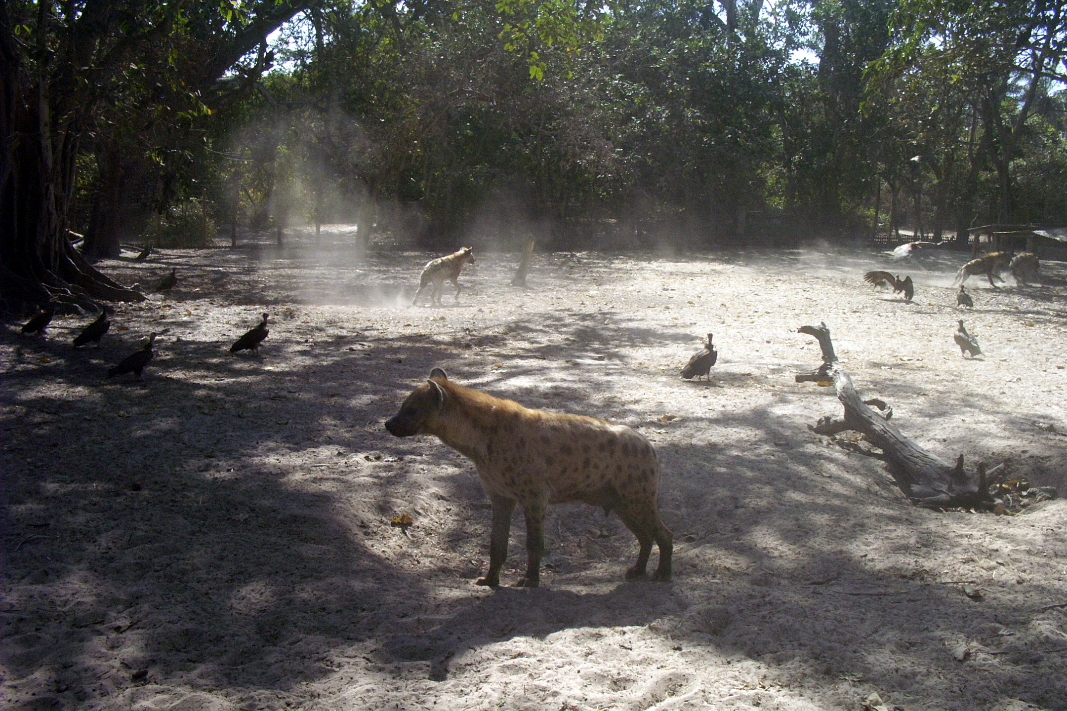 Abuko Nature Reserve Gambia: bezoek, dieren & tips (2026) — Ikiwaner, GFDL 1.2, Wikimedia Commons