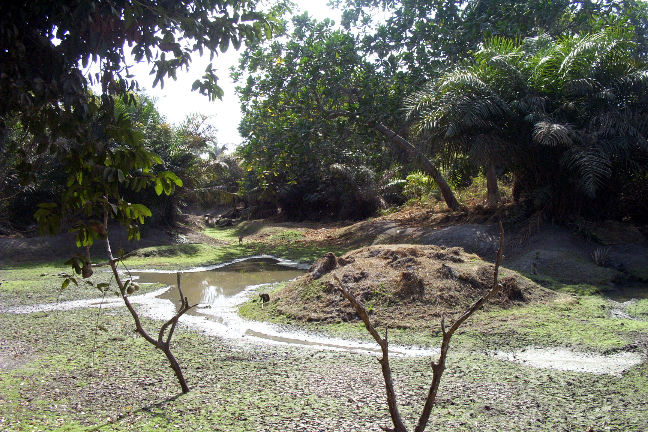 Abuko Nature Reserve Gambia: bezoek, dieren & tips (2026) — Ikiwaner, GFDL 1.2, Wikimedia Commons