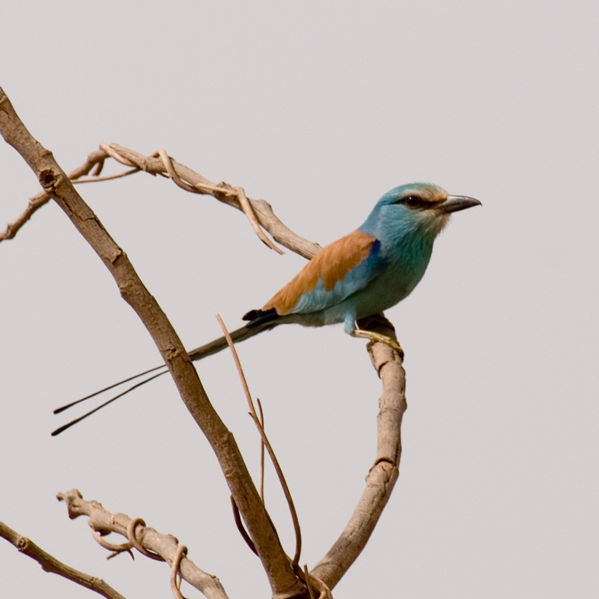 Vogels spotten in Gambia: de ultieme gids voor de birdwatcher — Thom Haslam, CC BY-SA 2.0, Wikimedia Commons