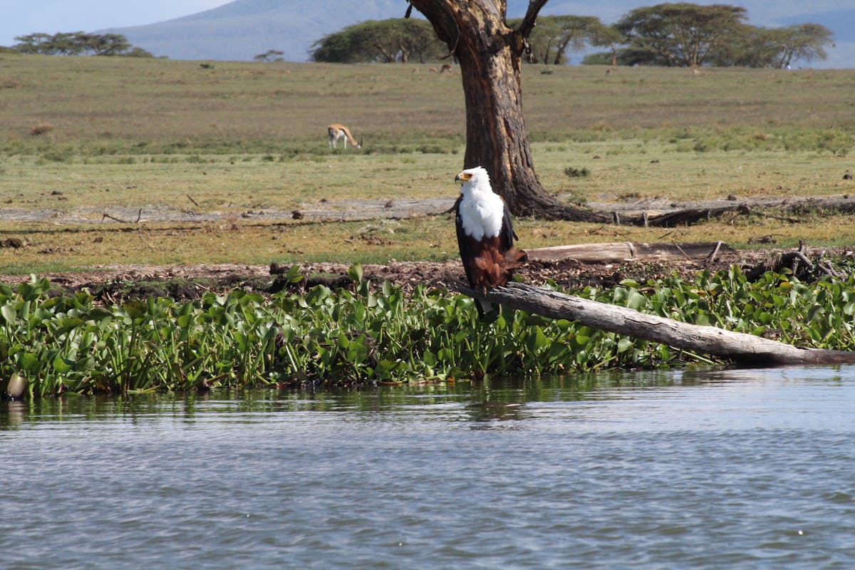 tours.birdwatching-tendaba.title