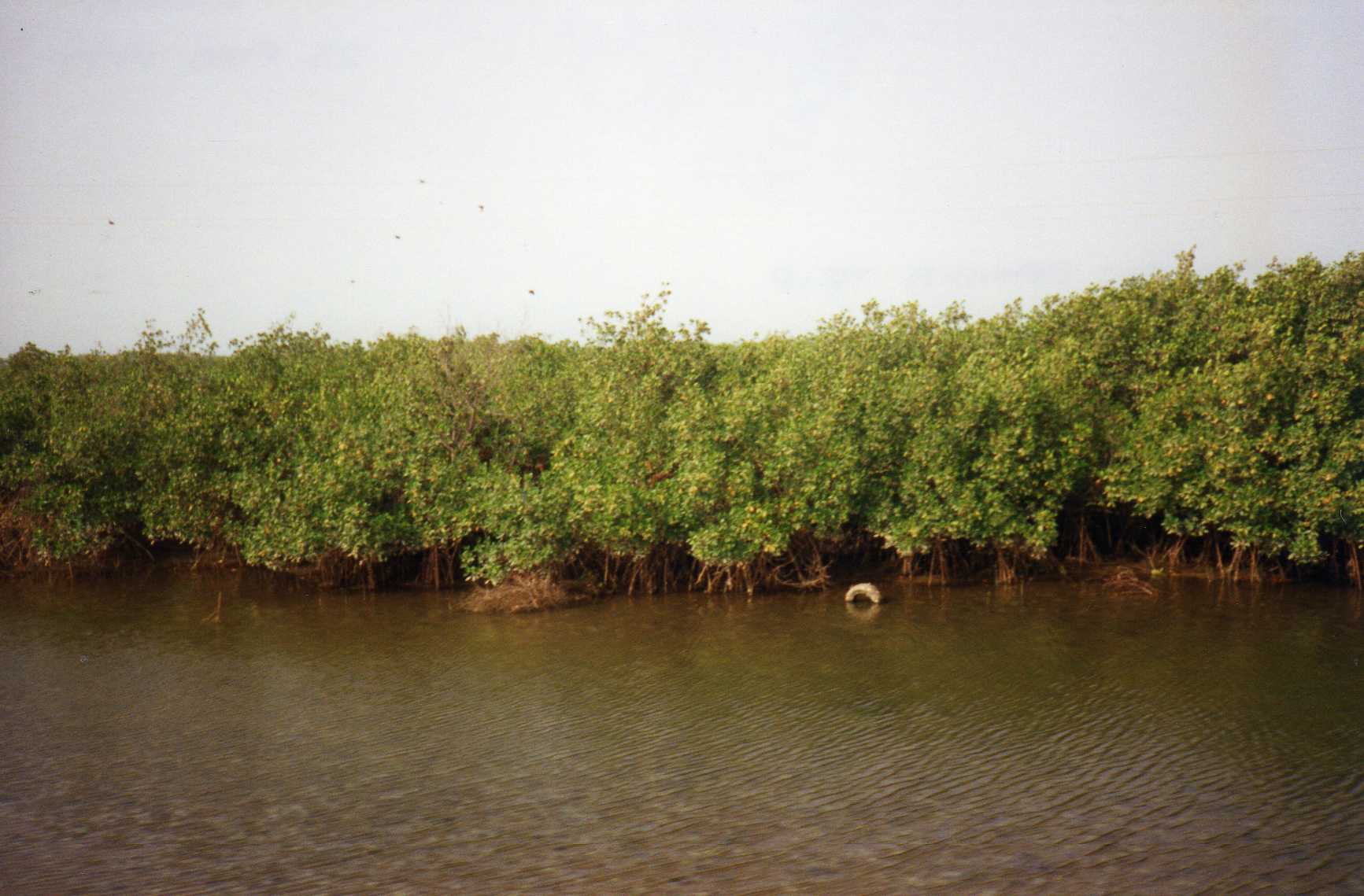 Natuur in Gambia: de groene long van West-Afrika (2026) — Leonora (Ellie) Enking, CC BY-SA 2.0, Wikimedia Commons