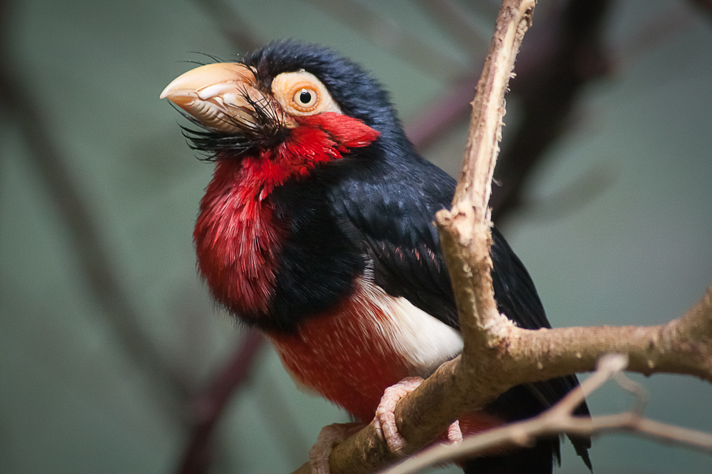 Vogels spotten in Gambia: de ultieme gids voor de birdwatcher — Leszek Leszczynski, CC BY 2.0, Wikimedia Commons