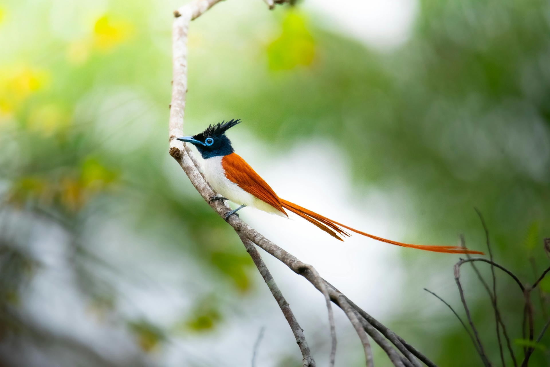 tours.birdwatching.title