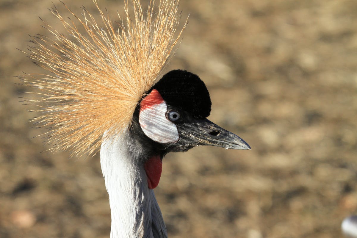tours.birdwatching-pirang.title