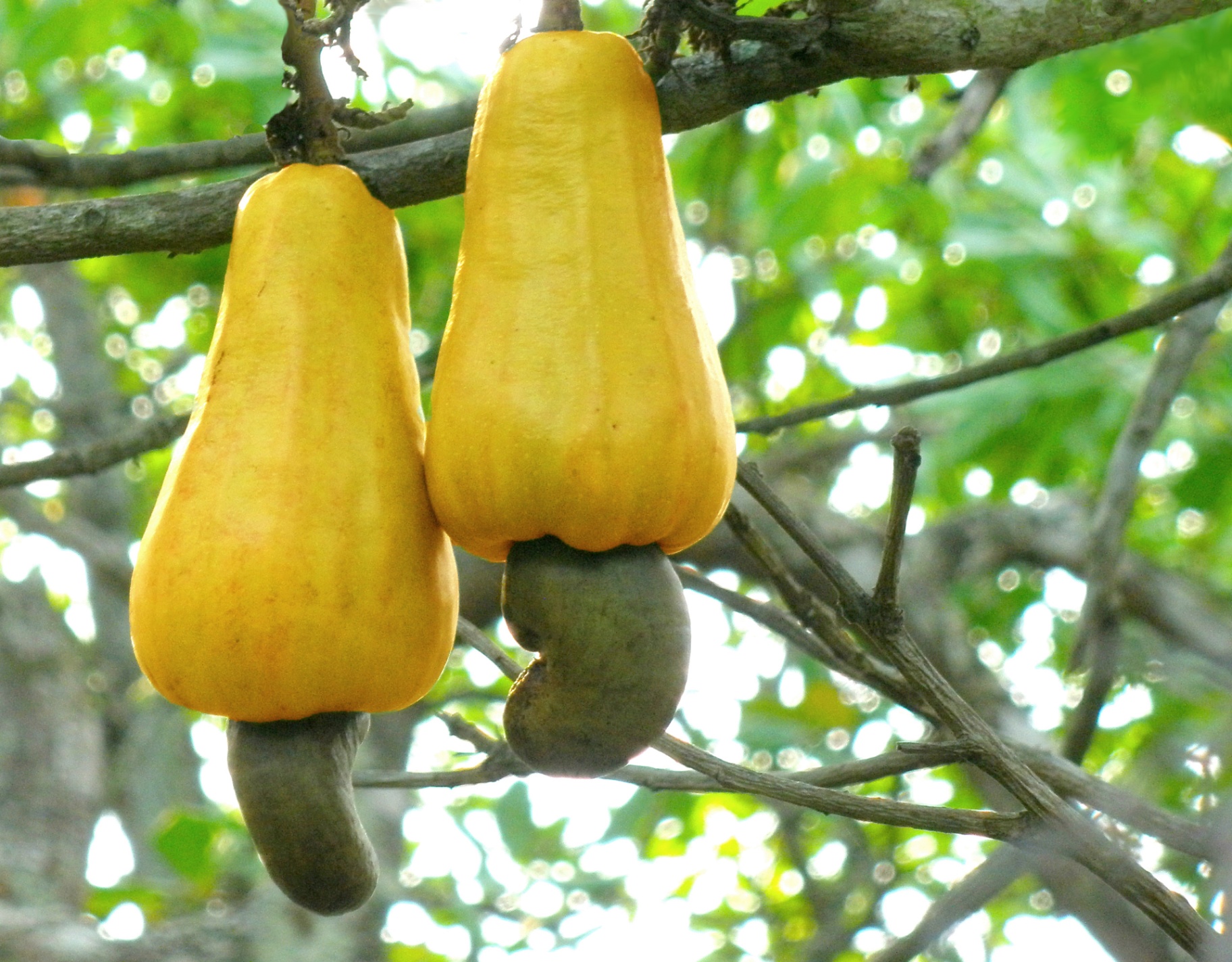 Fruit eten in Gambia: de ultieme seizoensgids voor de 'Smiling Coast' — Abhishek Jacob, CC BY-SA 3.0, Wikimedia Commons
