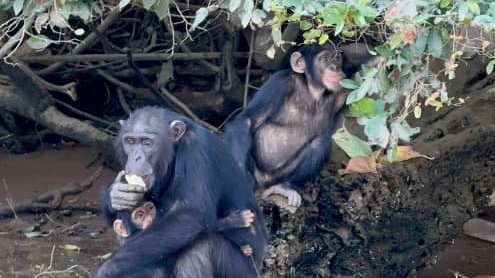 tours.chimps-hippos.title
