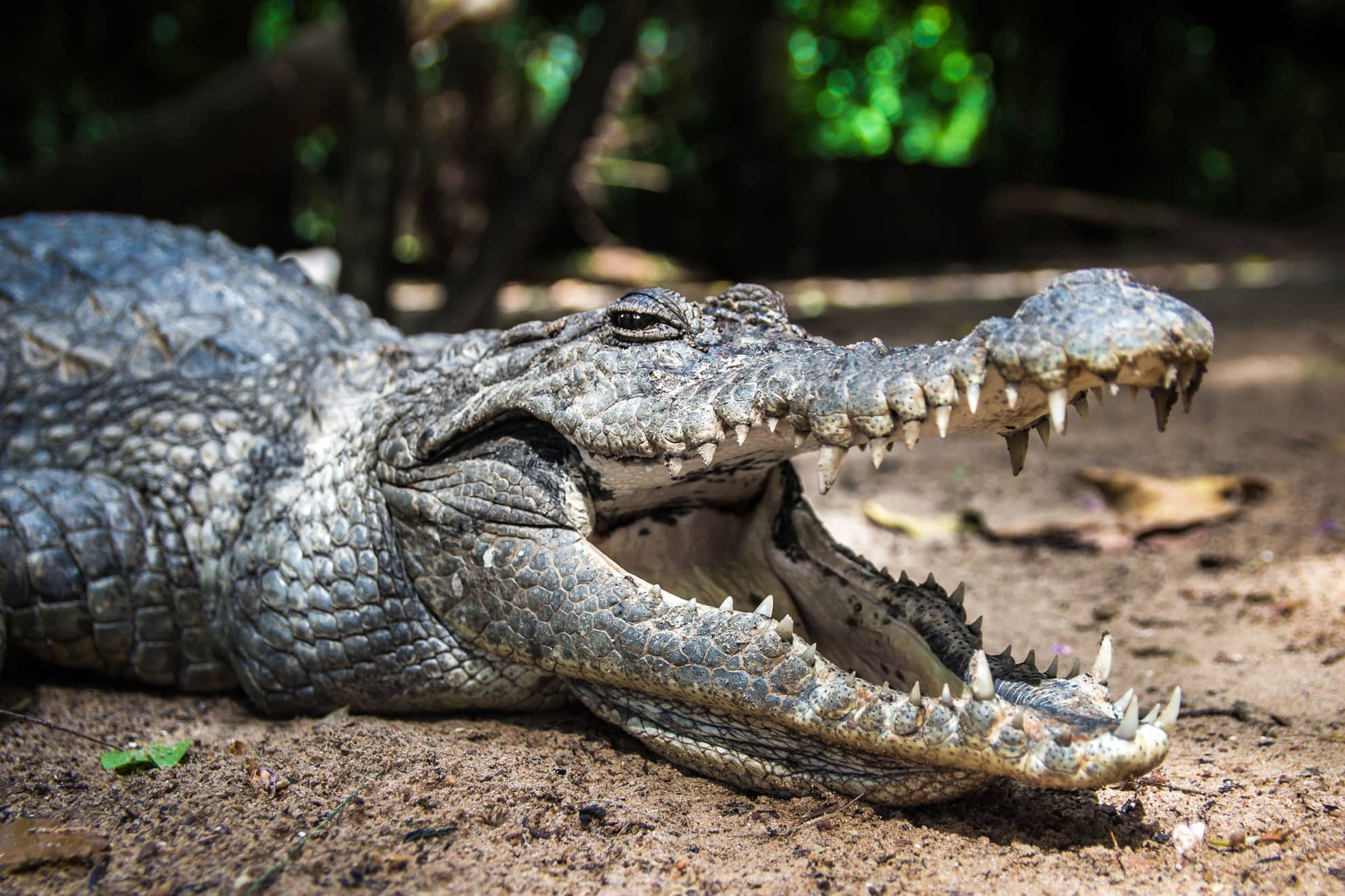 Heiligdom tussen de krokodillen: Kachikally Crocodile Pool in Bakau — Atamari, CC BY-SA 3.0, Wikimedia Commons