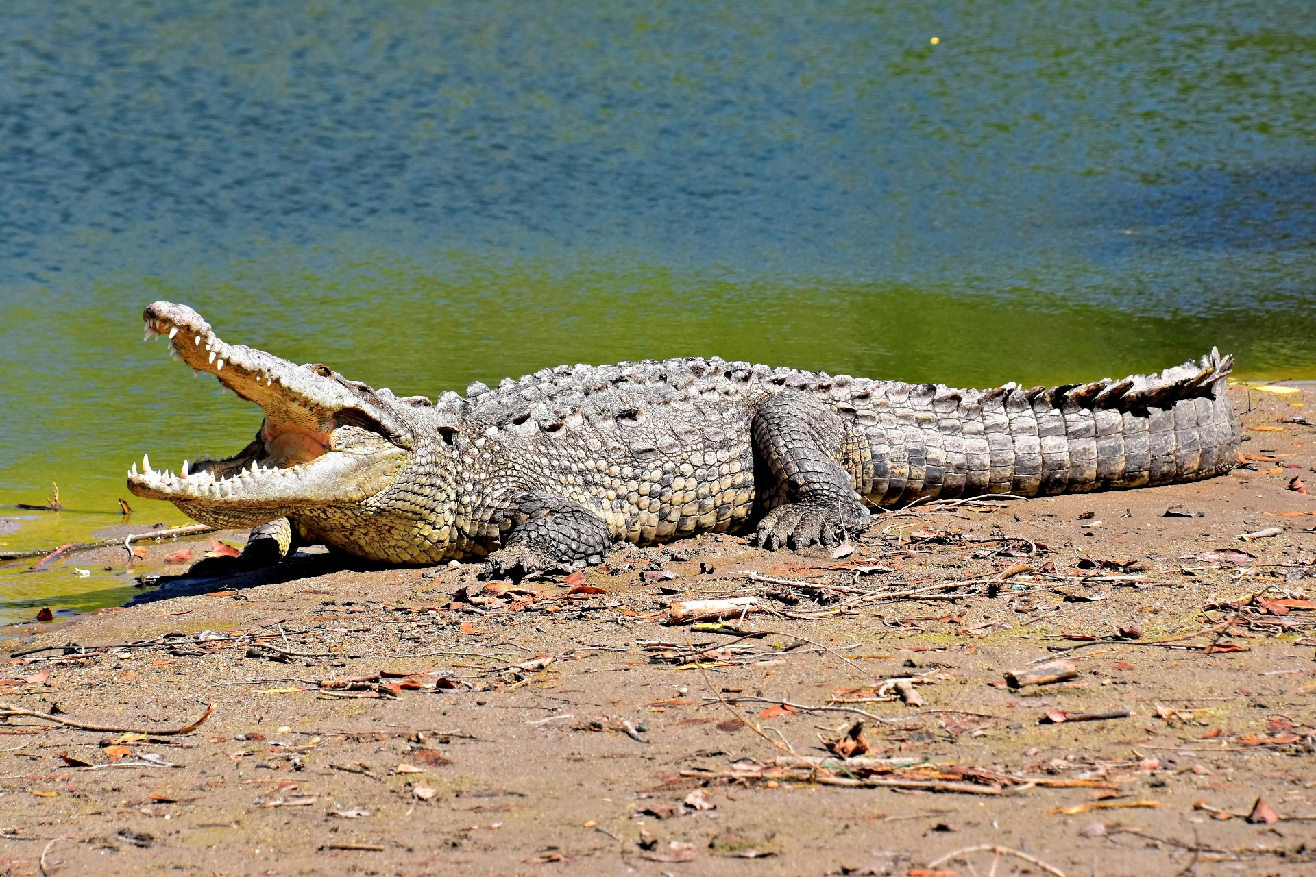 tours.crocodile-pool.title
