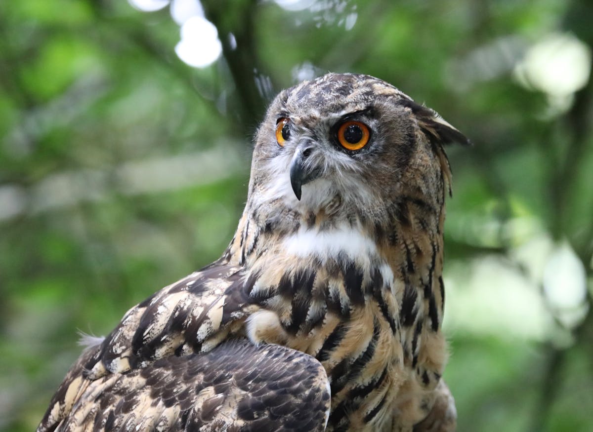 tours.birdwatching-brufut.title