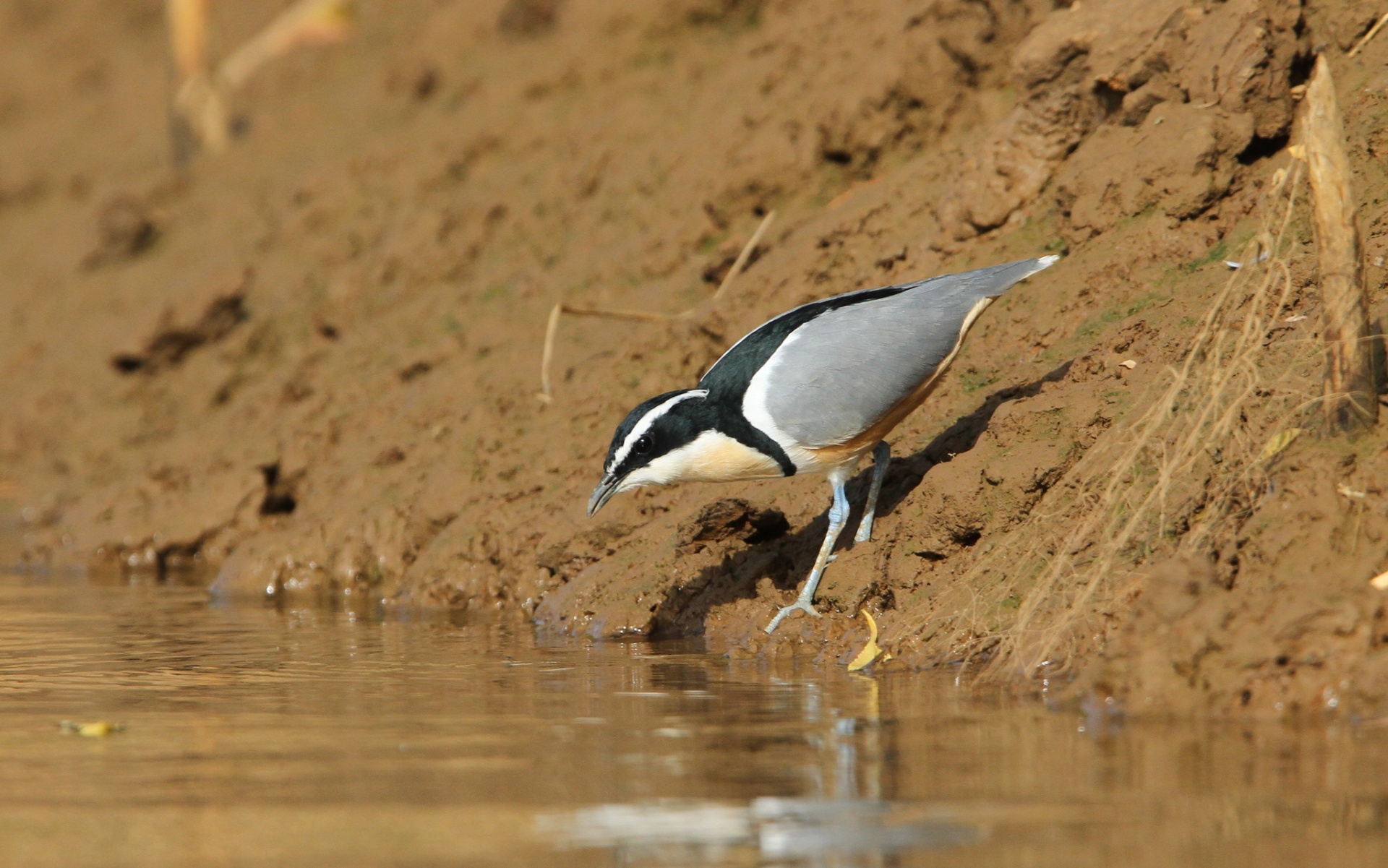 Vogels spotten in Gambia: de ultieme gids voor de birdwatcher — Christoph Moning, CC BY 4.0, Wikimedia Commons