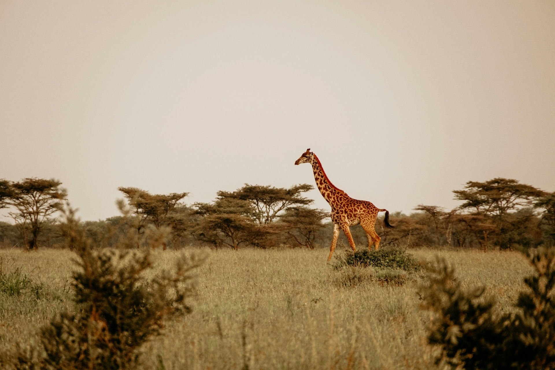 tours.fathala-wildlife-reserve.title
