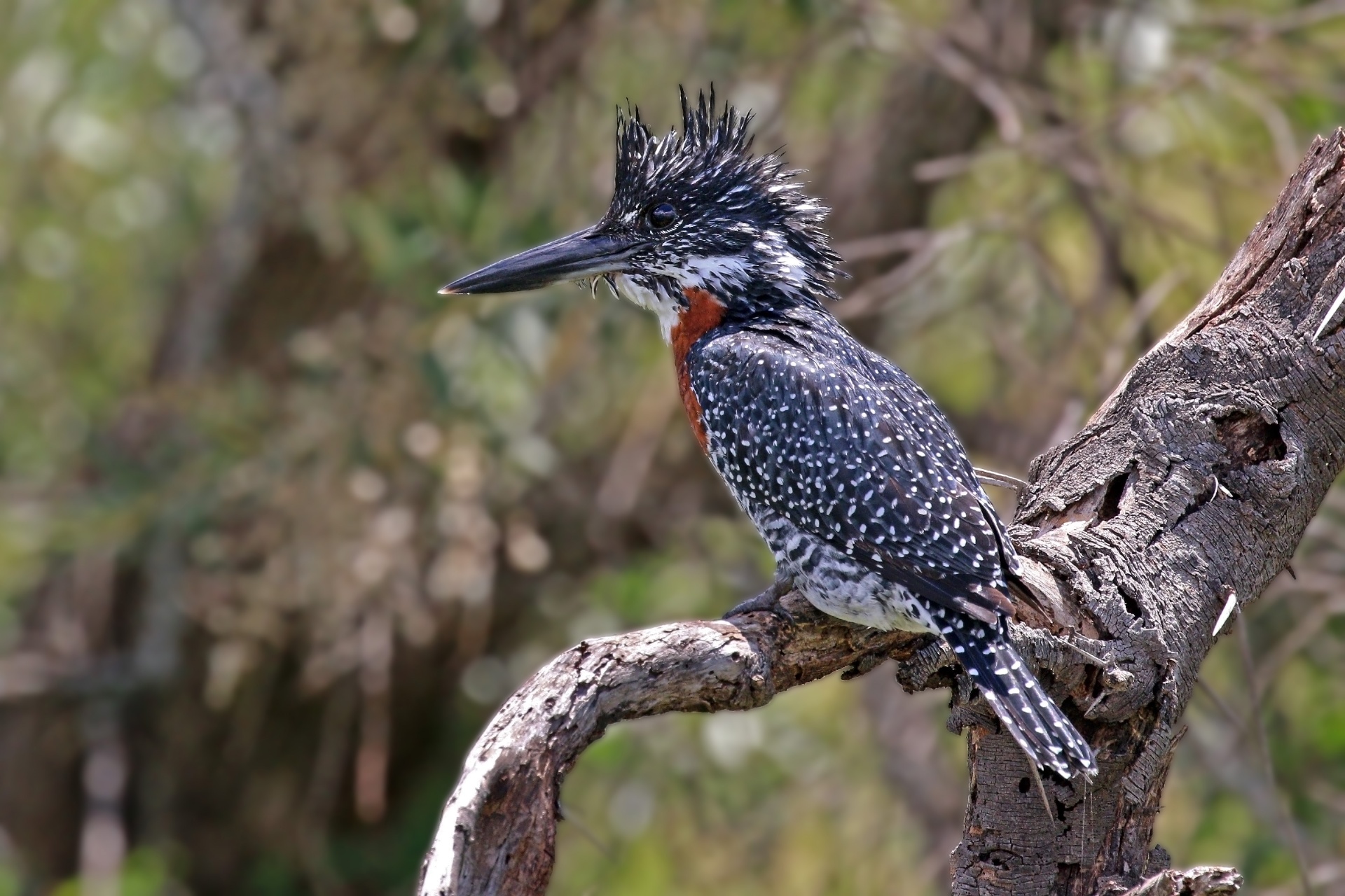Vogels spotten in Gambia: de ultieme gids voor de birdwatcher — Charles J. Sharp, CC BY-SA 4.0, Wikimedia Commons