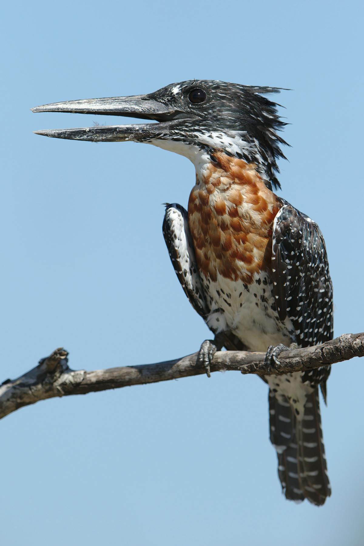 tours.birdwatching-marakissa.title