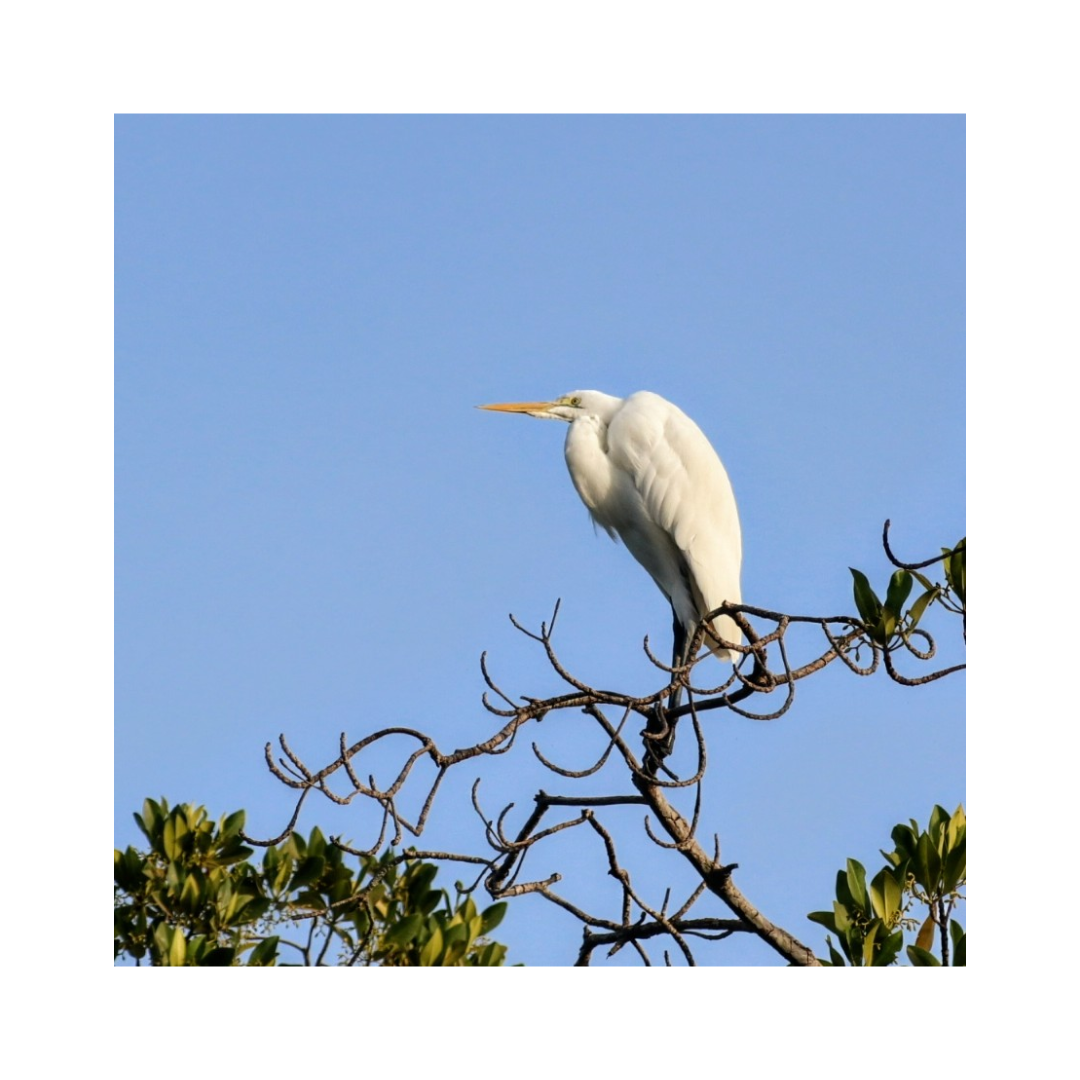 Grote Zilverreiger in de mangroven