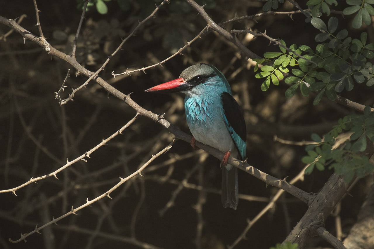 Een lokale gids in Gambia: zo haal je meer uit je vakantie — Francesco Veronesi, CC BY-SA 2.0, Wikimedia Commons