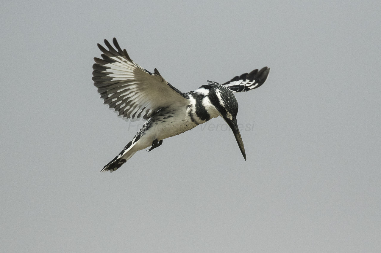Natuur in Gambia: de groene long van West-Afrika (2026) — Francesco Veronesi, CC BY-SA 2.0, Wikimedia Commons