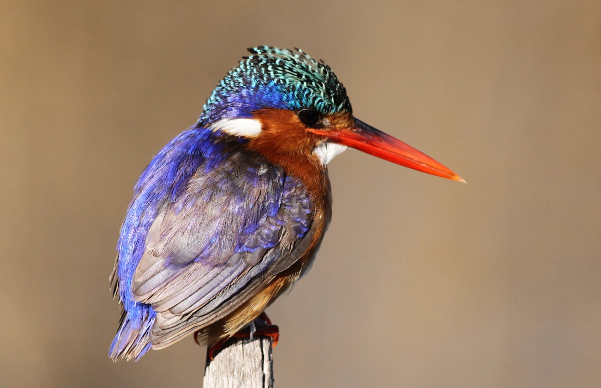tours.birdwatching-kotu.title