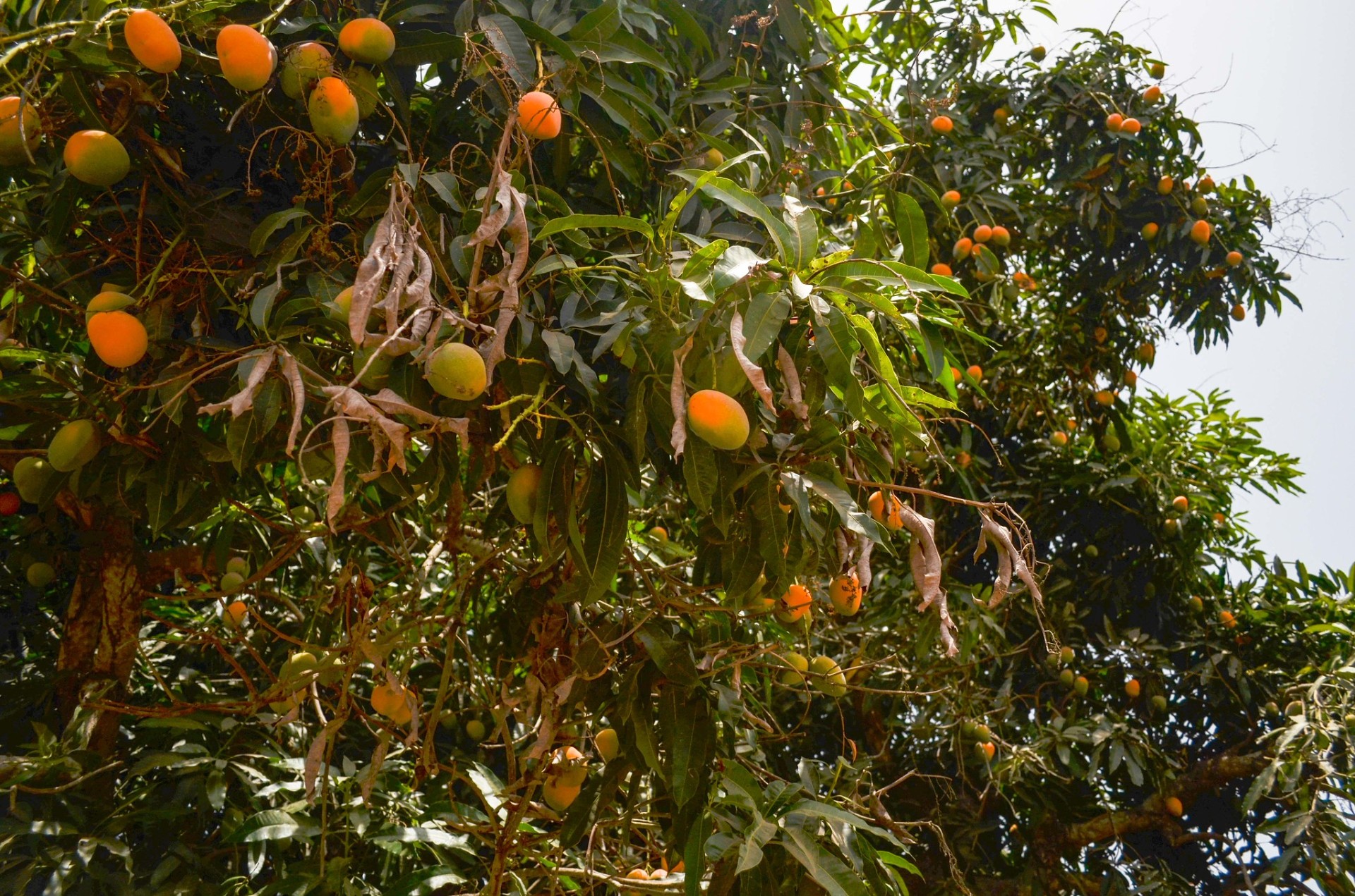Fruit eten in Gambia: de ultieme seizoensgids voor de 'Smiling Coast'