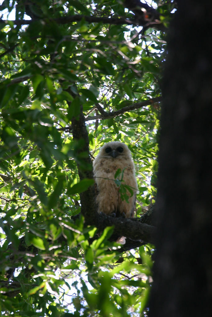 Natuur in Gambia: de groene long van West-Afrika (2026) — Oztenphoto, CC BY-SA 2.0, Wikimedia Commons