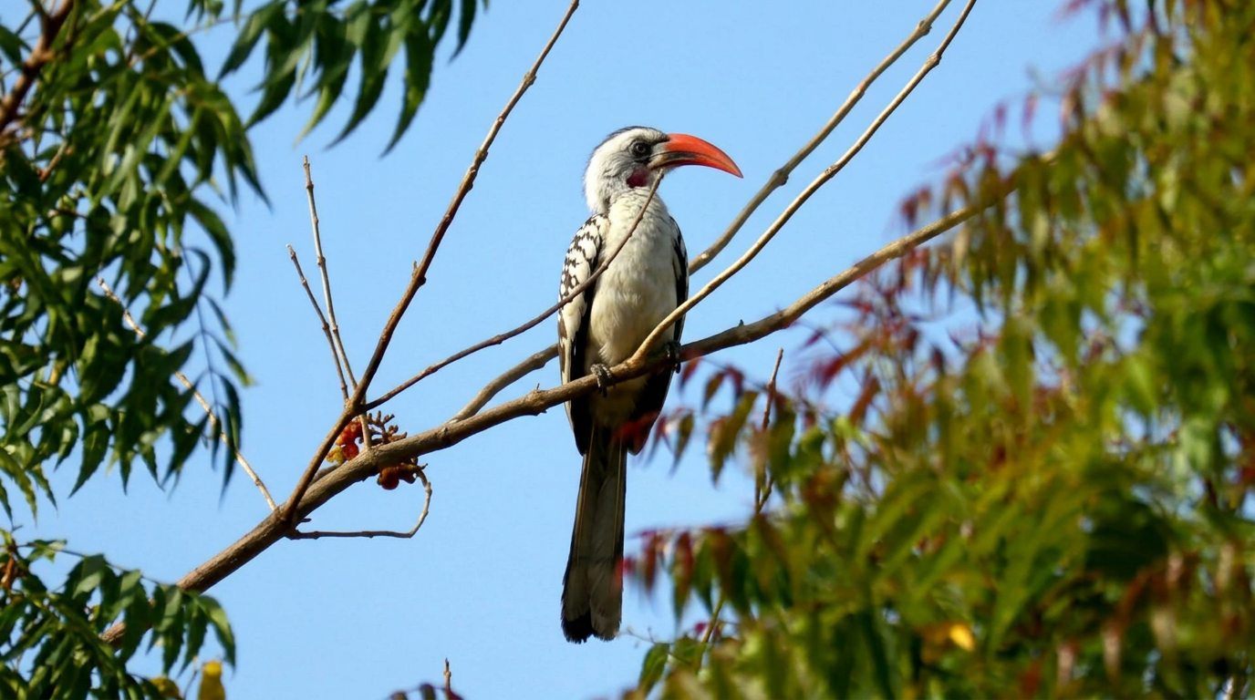 tours.birdwatching-lamin.title