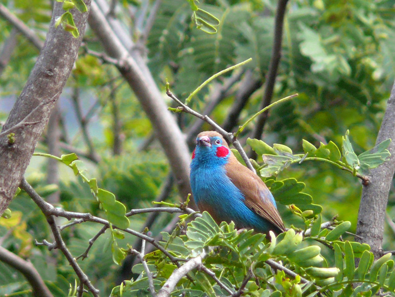 Vogels spotten in Gambia: de ultieme gids voor de birdwatcher