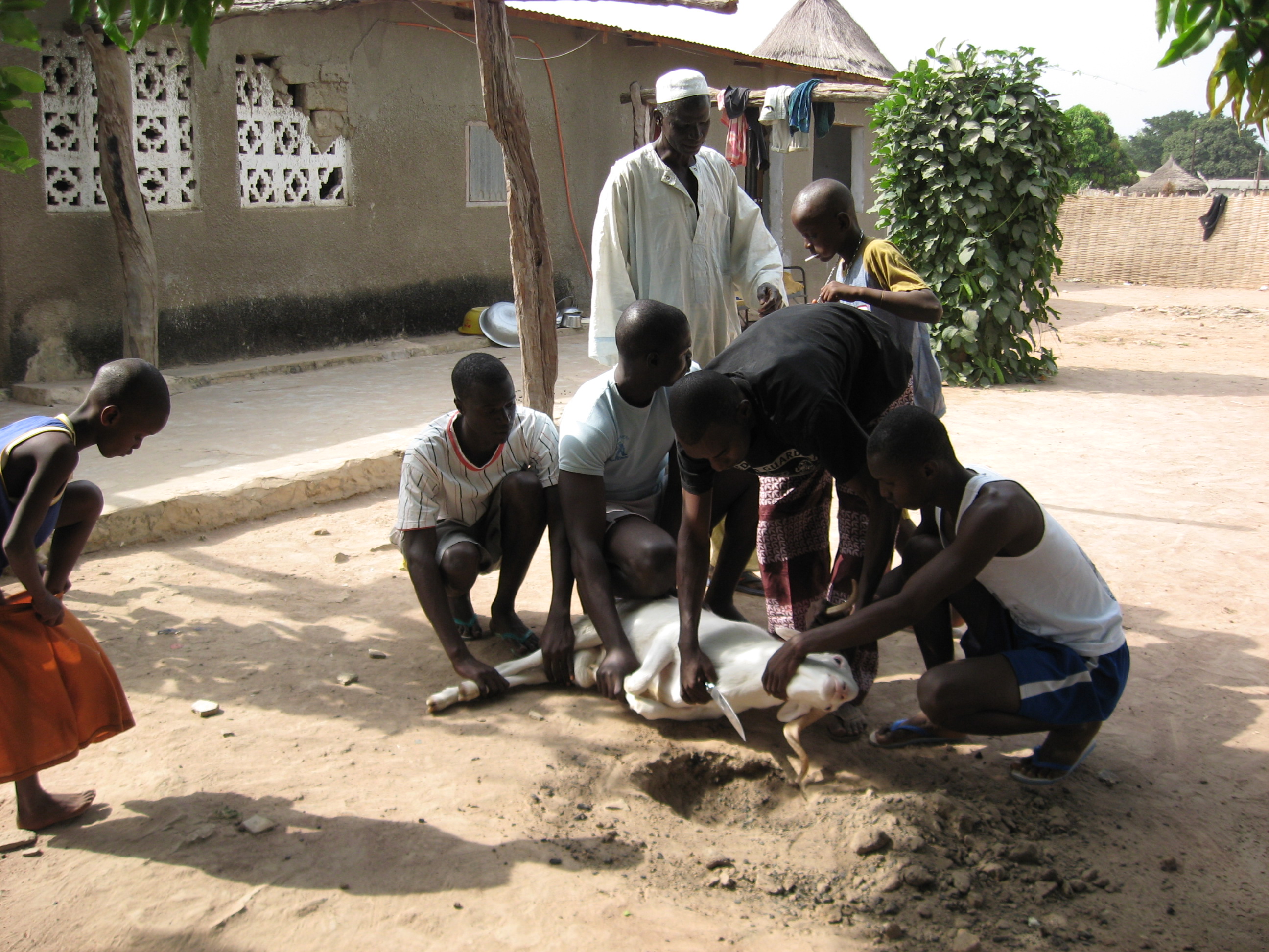 Tobaski in Gambia: het verhaal achter het grootste feest van het jaar