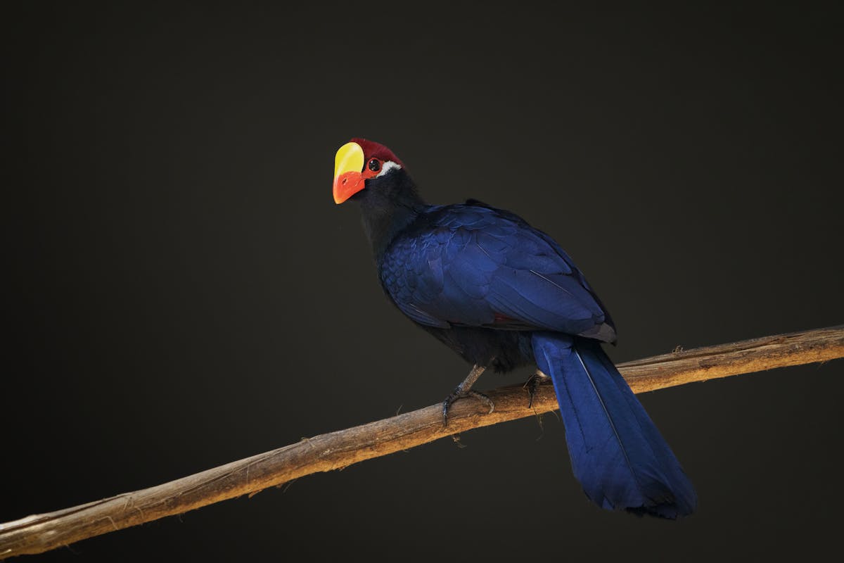 tours.birdwatching-abuko.title