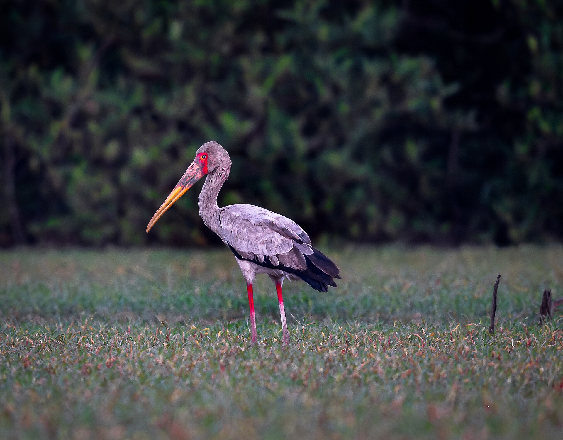 Natuur in Gambia: de groene long van West-Afrika (2026) — Frederic Baiges, CC BY-SA 4.0, Wikimedia Commons