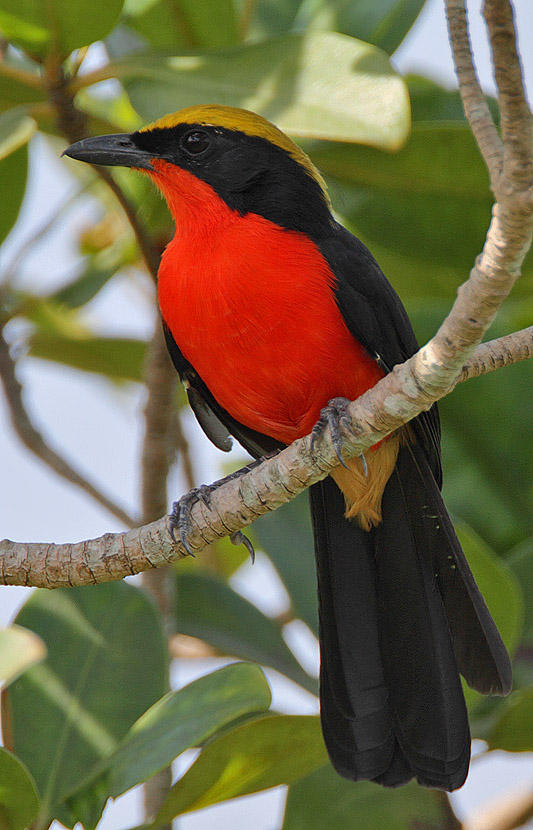 Vogels spotten in Gambia: de ultieme gids voor de birdwatcher — Steve Garvie, CC BY-SA 2.0, Wikimedia Commons